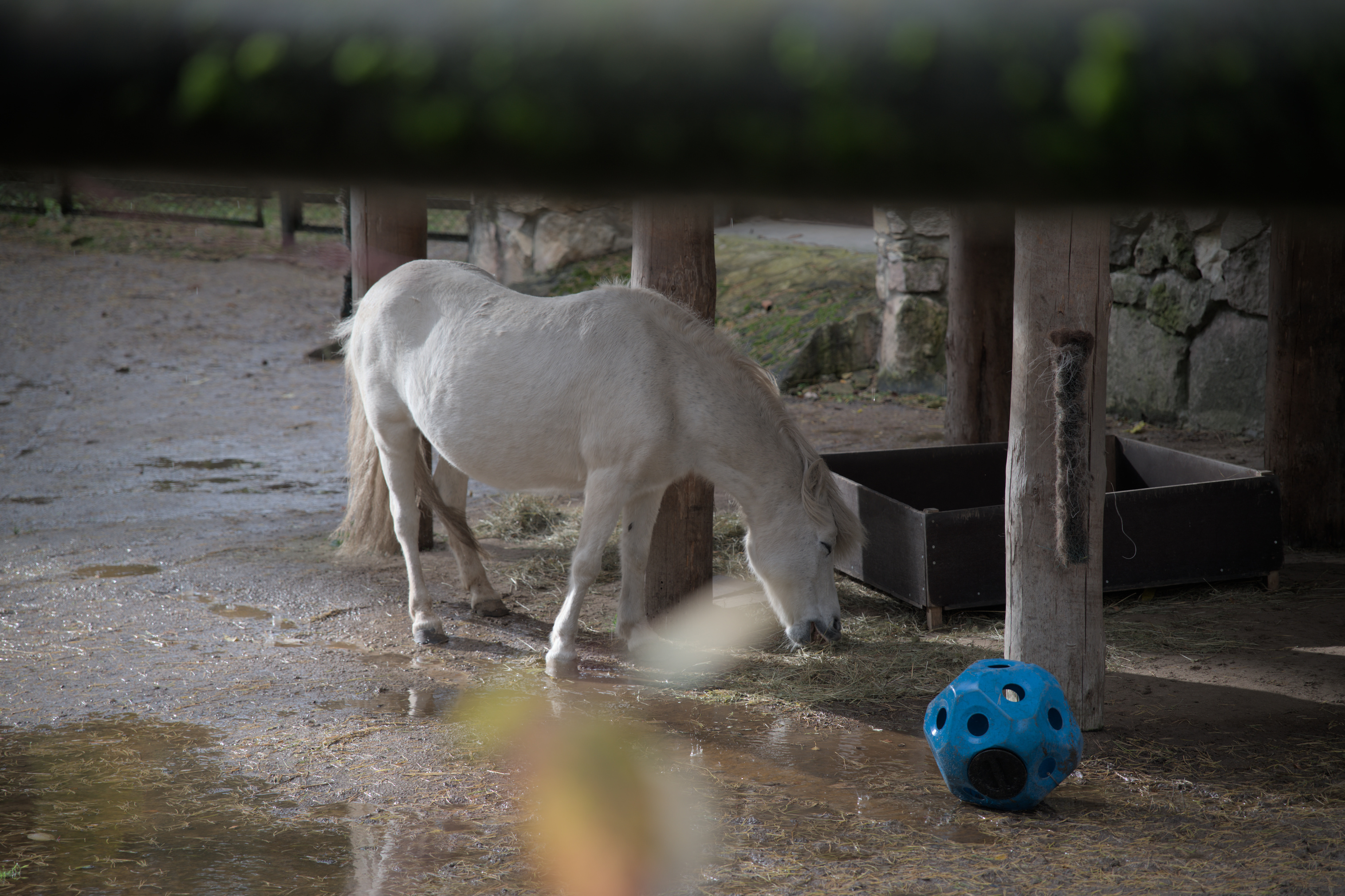 2025/10/12 - zoo/DSC_0359.jpg